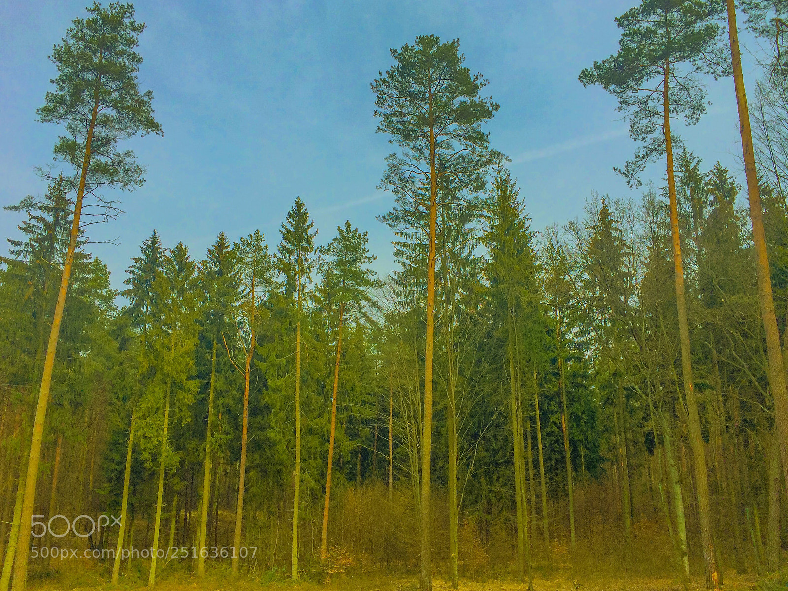 Apple iPhone 5s sample photo. Polish spring  photography