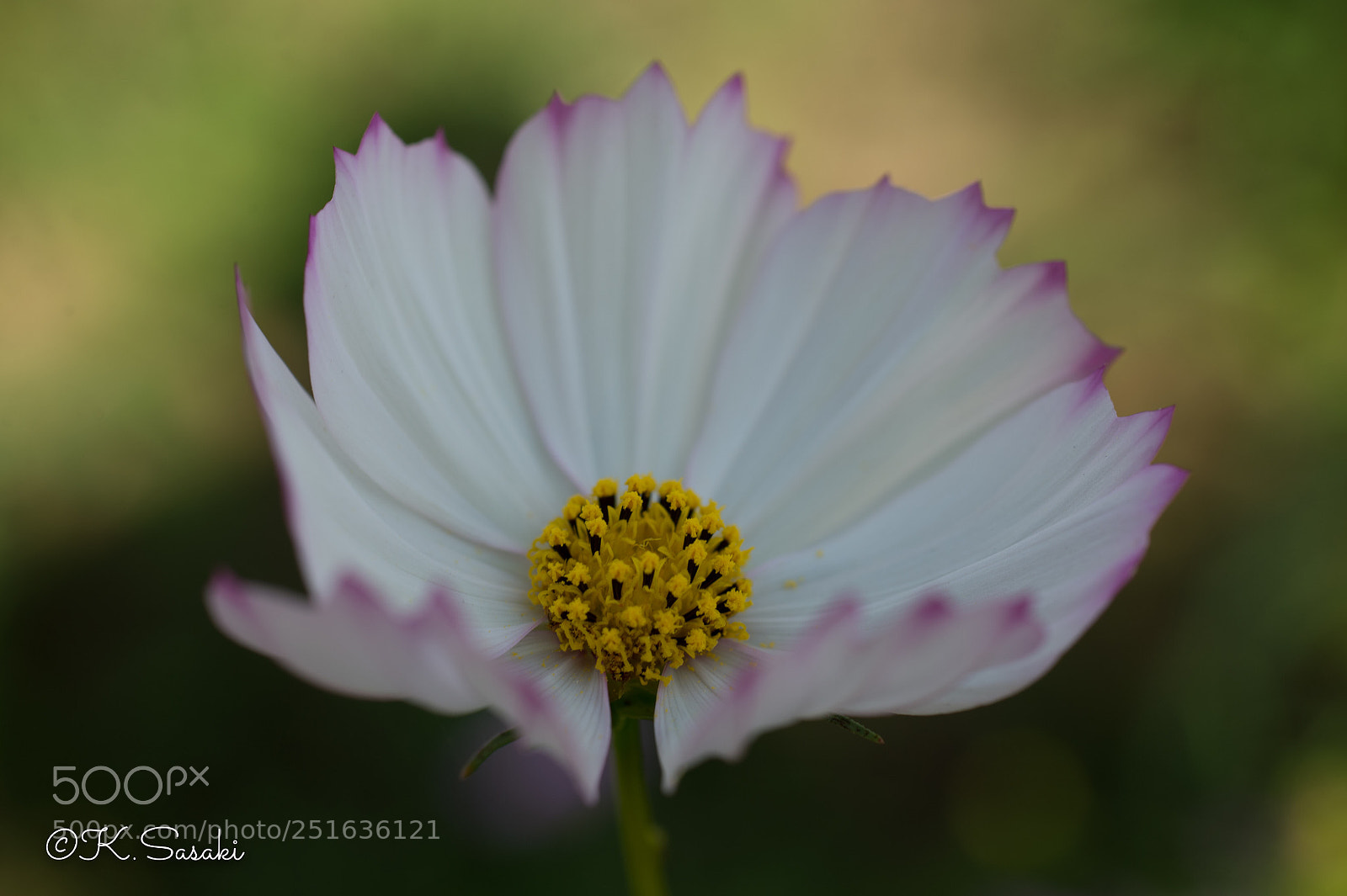 Nikon Df sample photo. Cosmos  photography