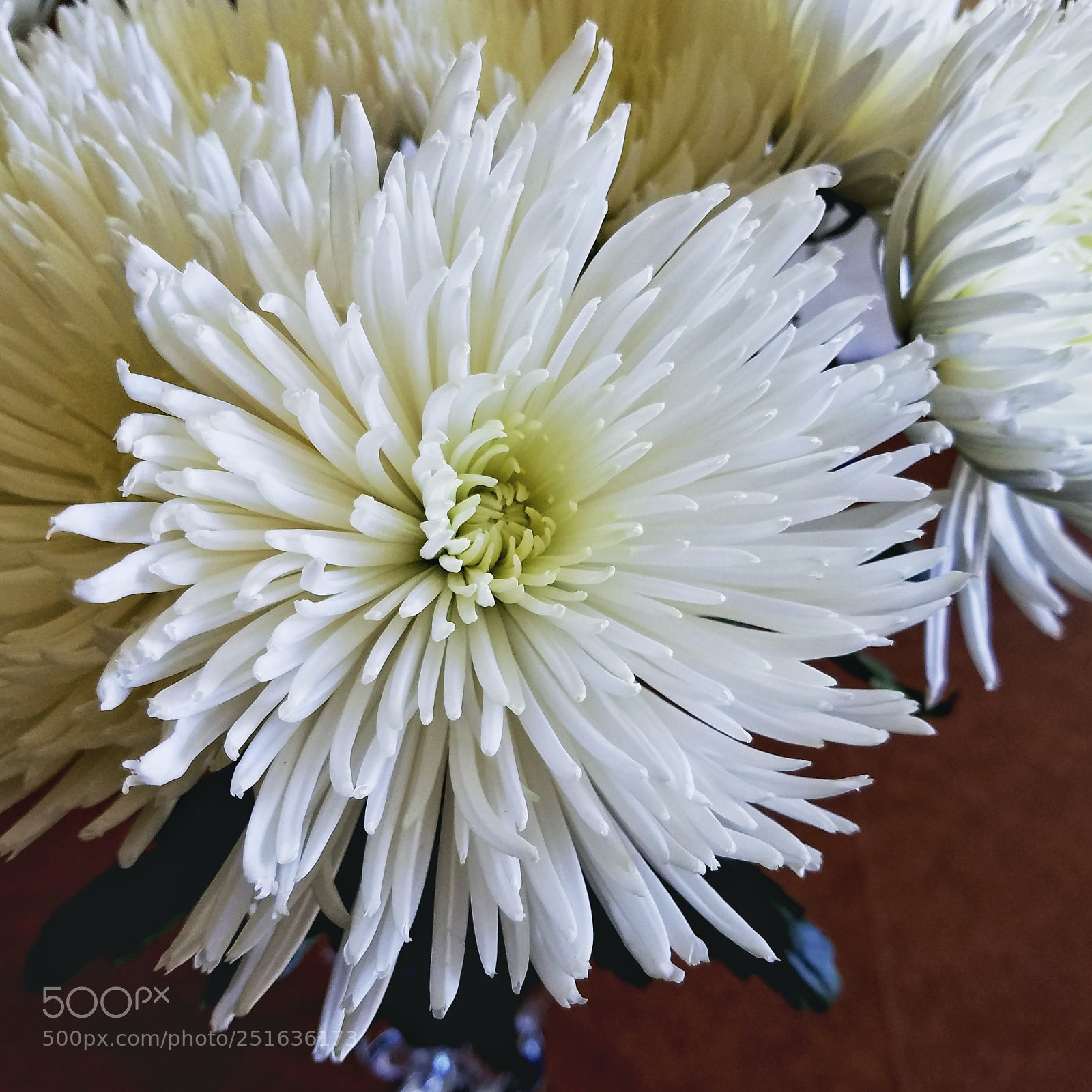 Samsung Galaxy S7 sample photo. Spring mums photography