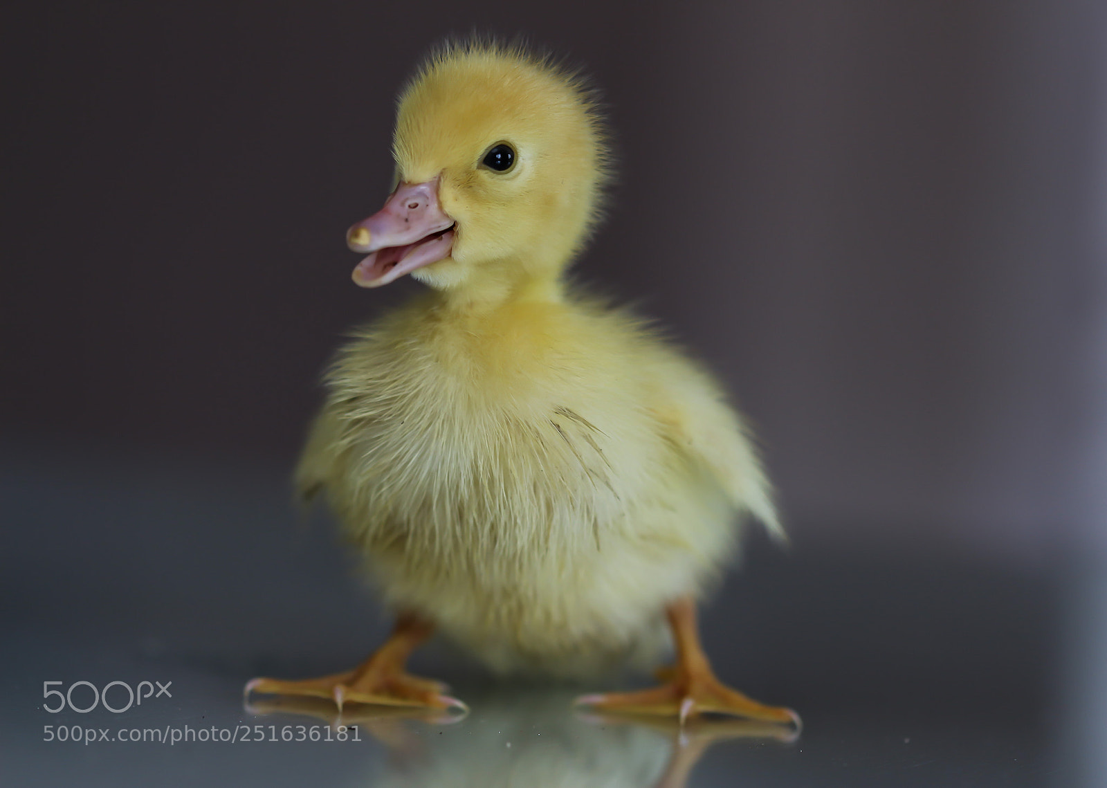 Canon EOS 700D (EOS Rebel T5i / EOS Kiss X7i) sample photo. Cuteness overload photography