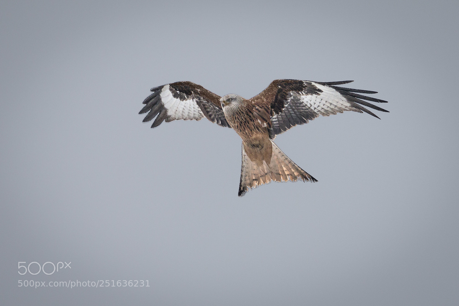 Canon EOS 70D sample photo. Red kite photography