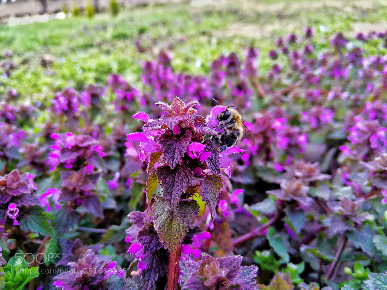 HUAWEI Mate 10 Lite sample photo. Bee on flower photography