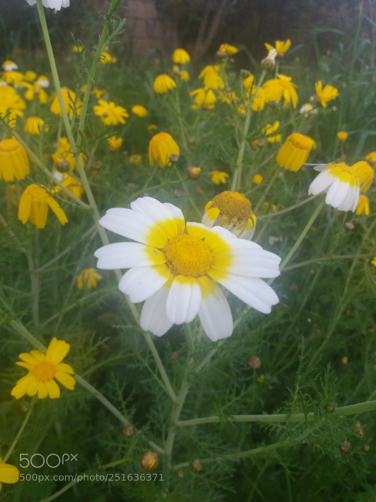 Samsung Galaxy J5(2016) sample photo. Yellow and white photography