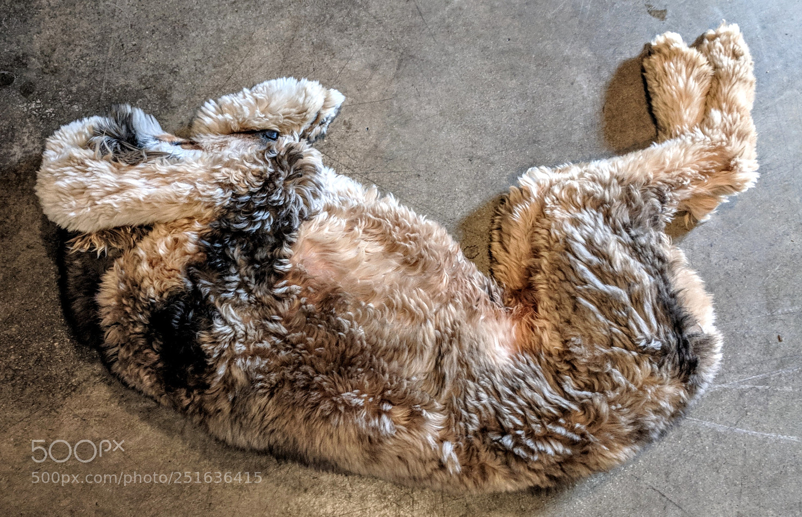 Google Pixel XL sample photo. Dexter photography
