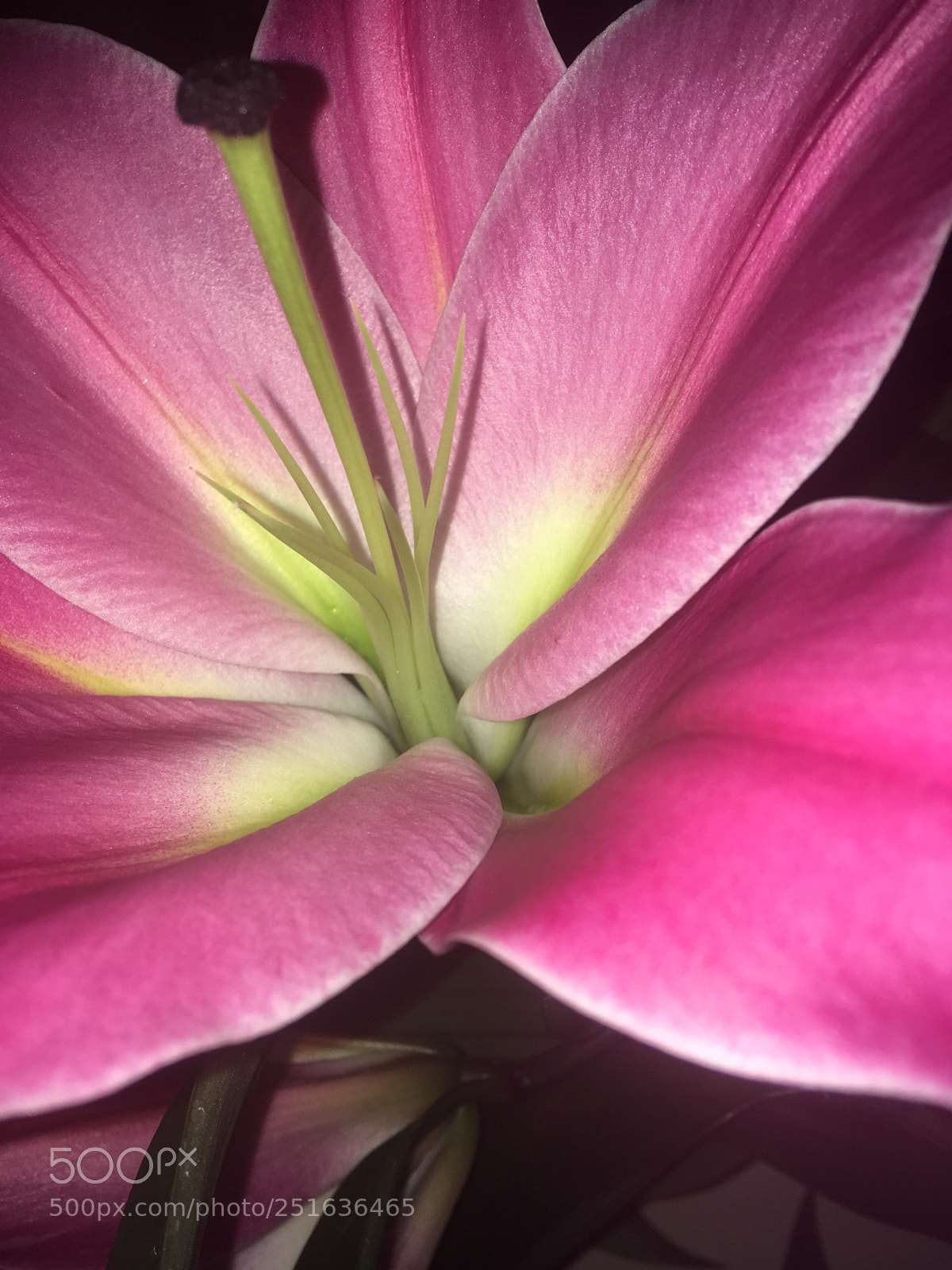 Apple iPhone SE sample photo. Lilly photography