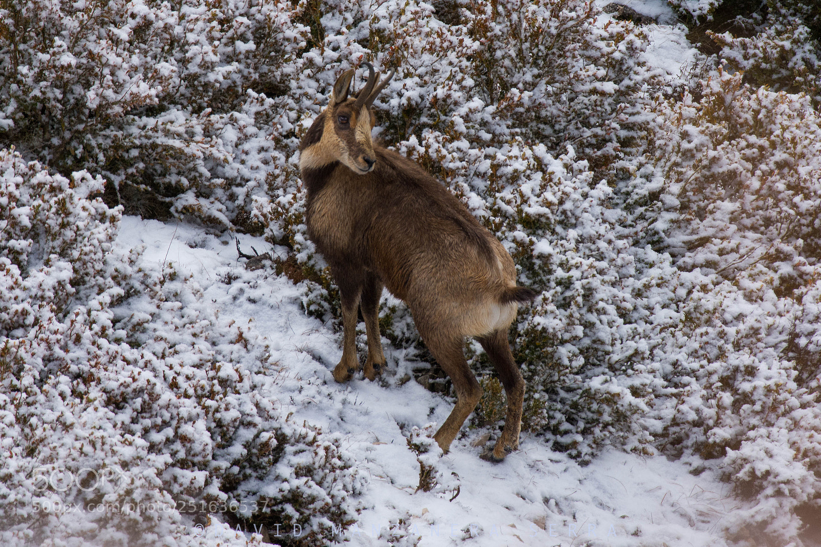 Nikon D7200 sample photo. Chamois in snow photography