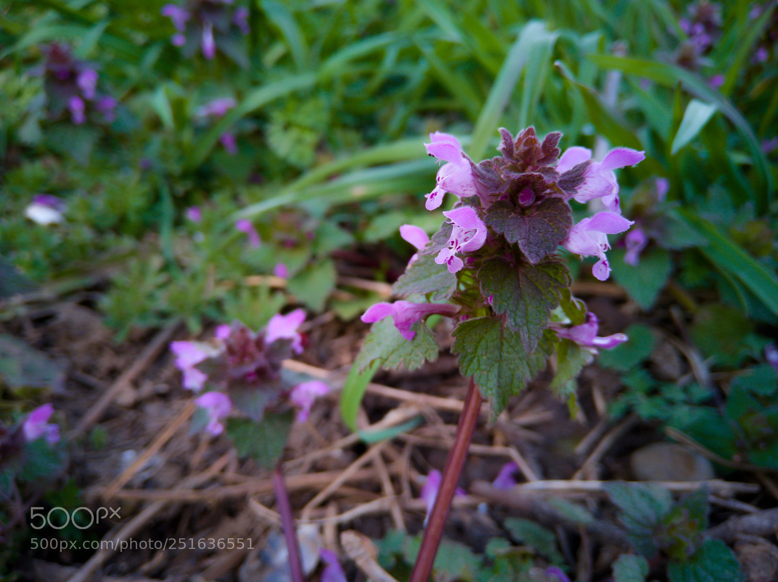 HUAWEI Mate 10 Lite sample photo. Flower photography