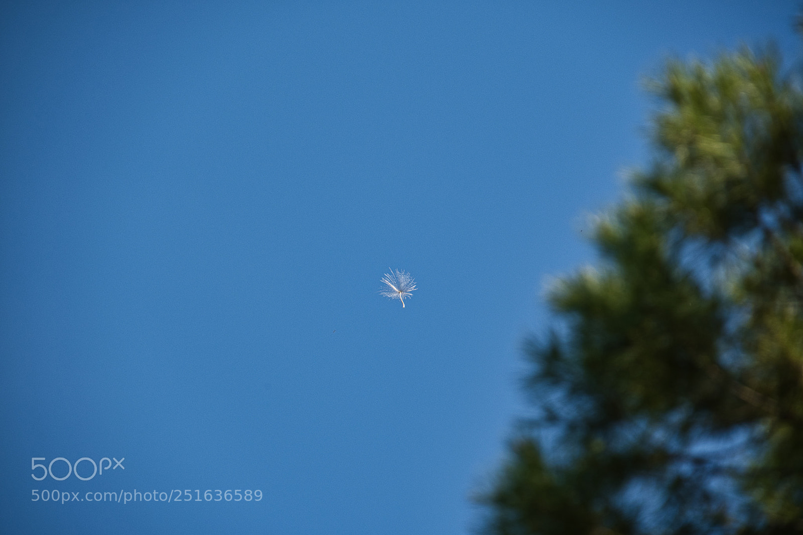 Nikon D500 sample photo. Its raining nature photography