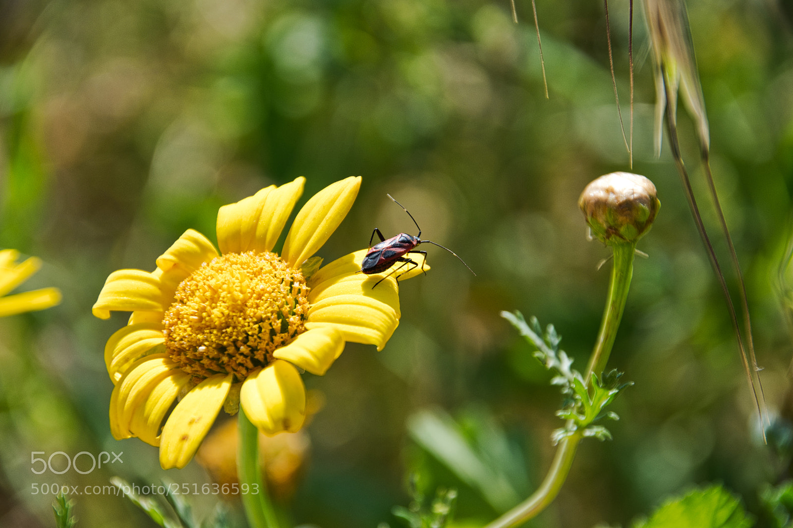 Nikon D500 sample photo. To jump, or not photography
