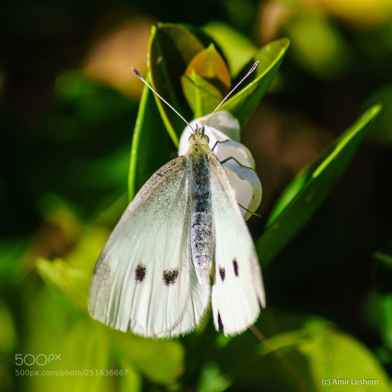Sony a6500 sample photo. A butterfly photography