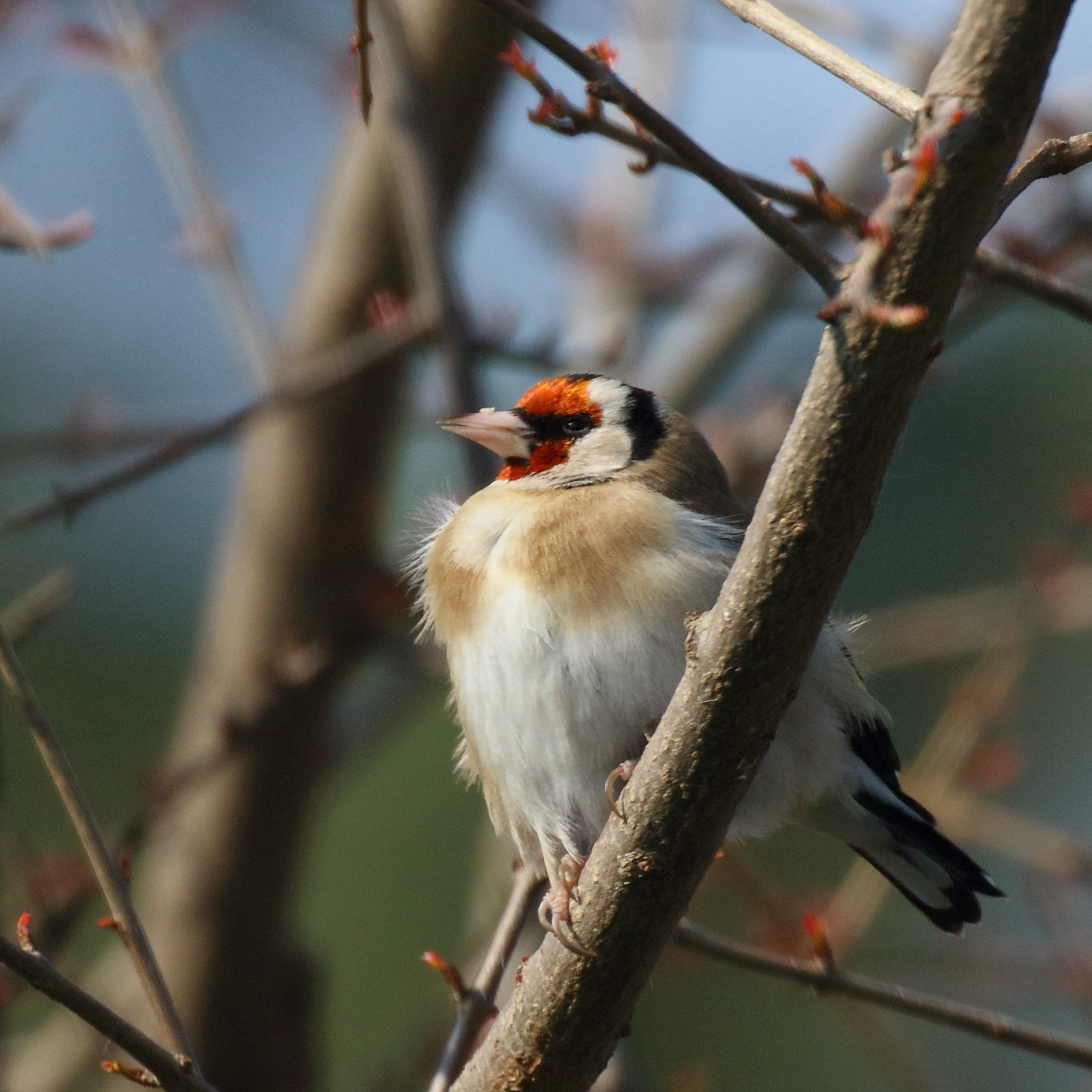 Canon EOS 7D Mark II sample photo. Dans le vent... photography