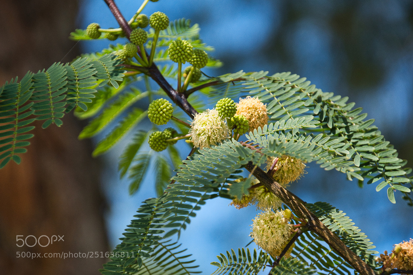 Nikon D500 sample photo. Just pure nature photography