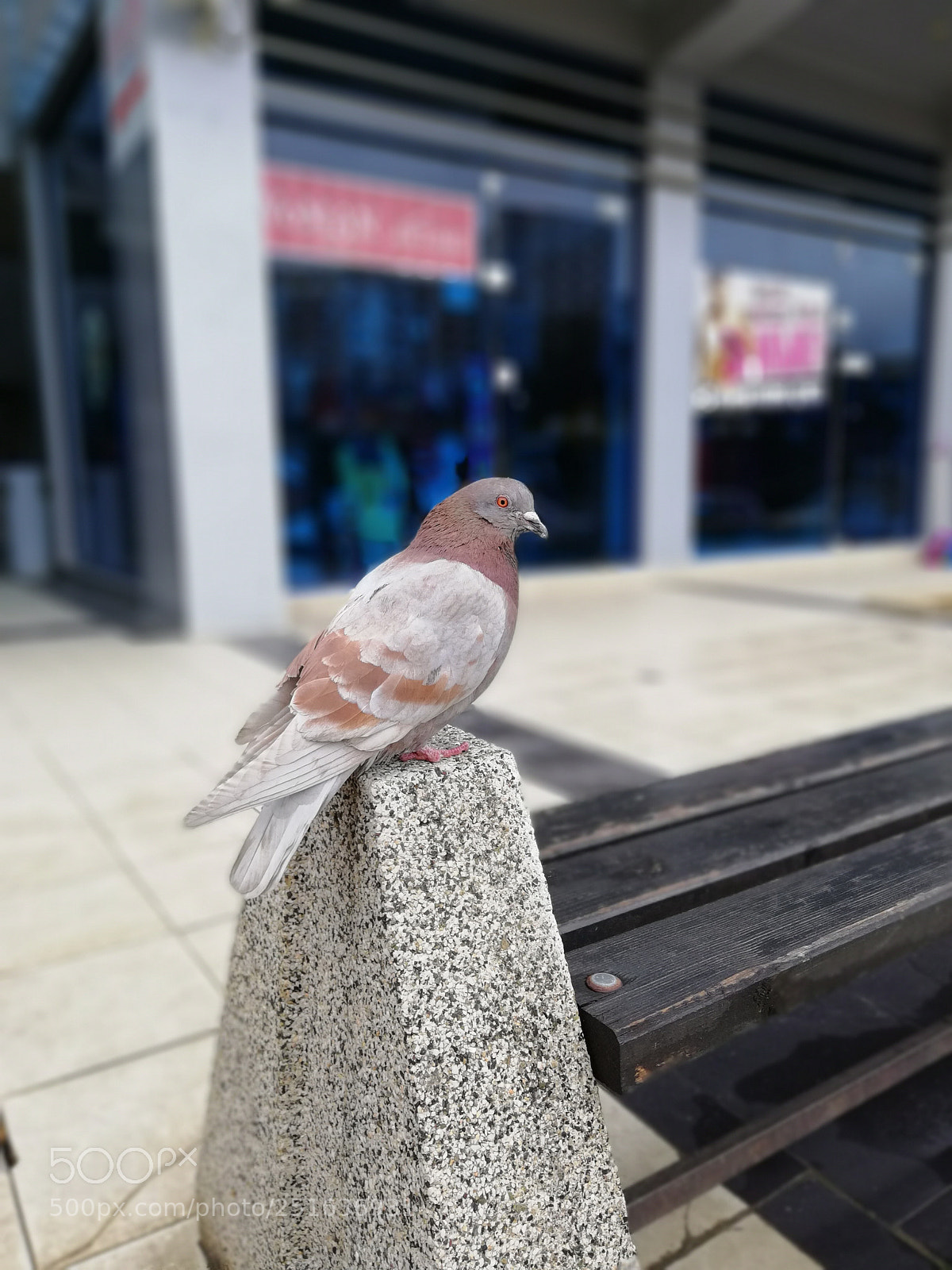 HUAWEI Mate 10 Lite sample photo. Pigeon photography