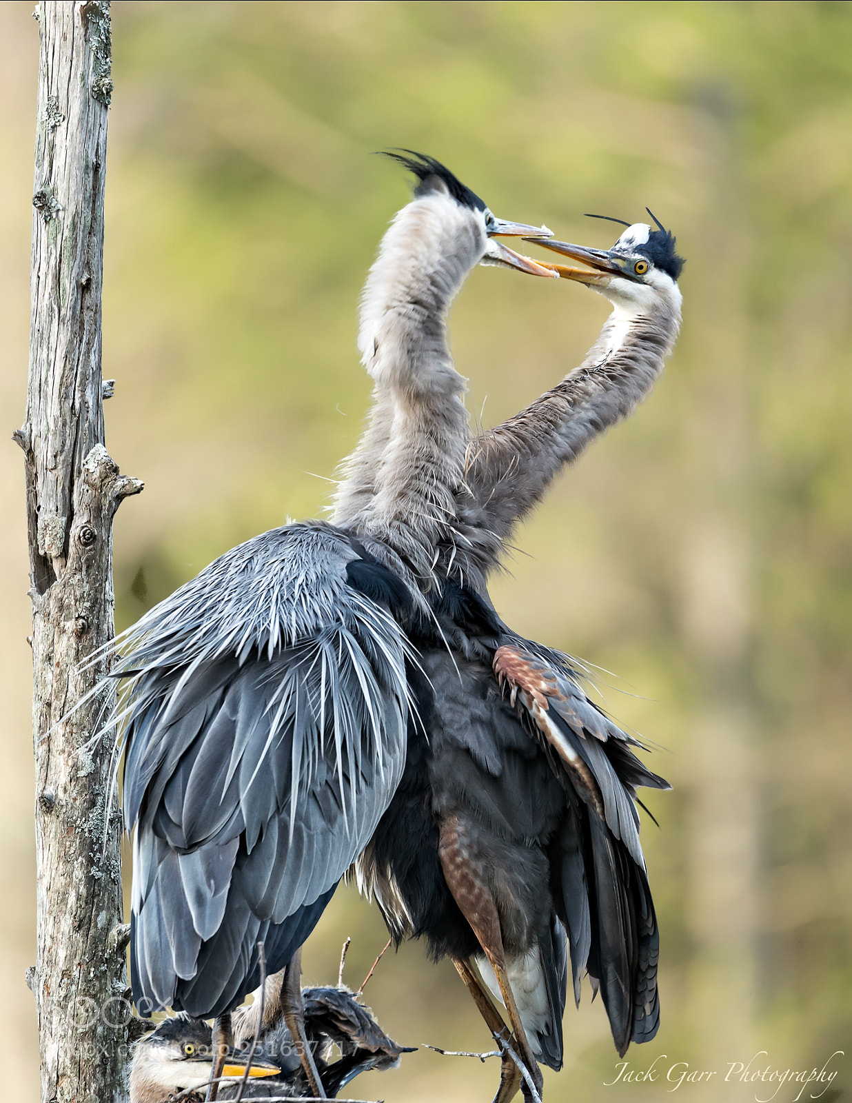 Canon EOS-1D X Mark II sample photo. Great blue heron greeting photography