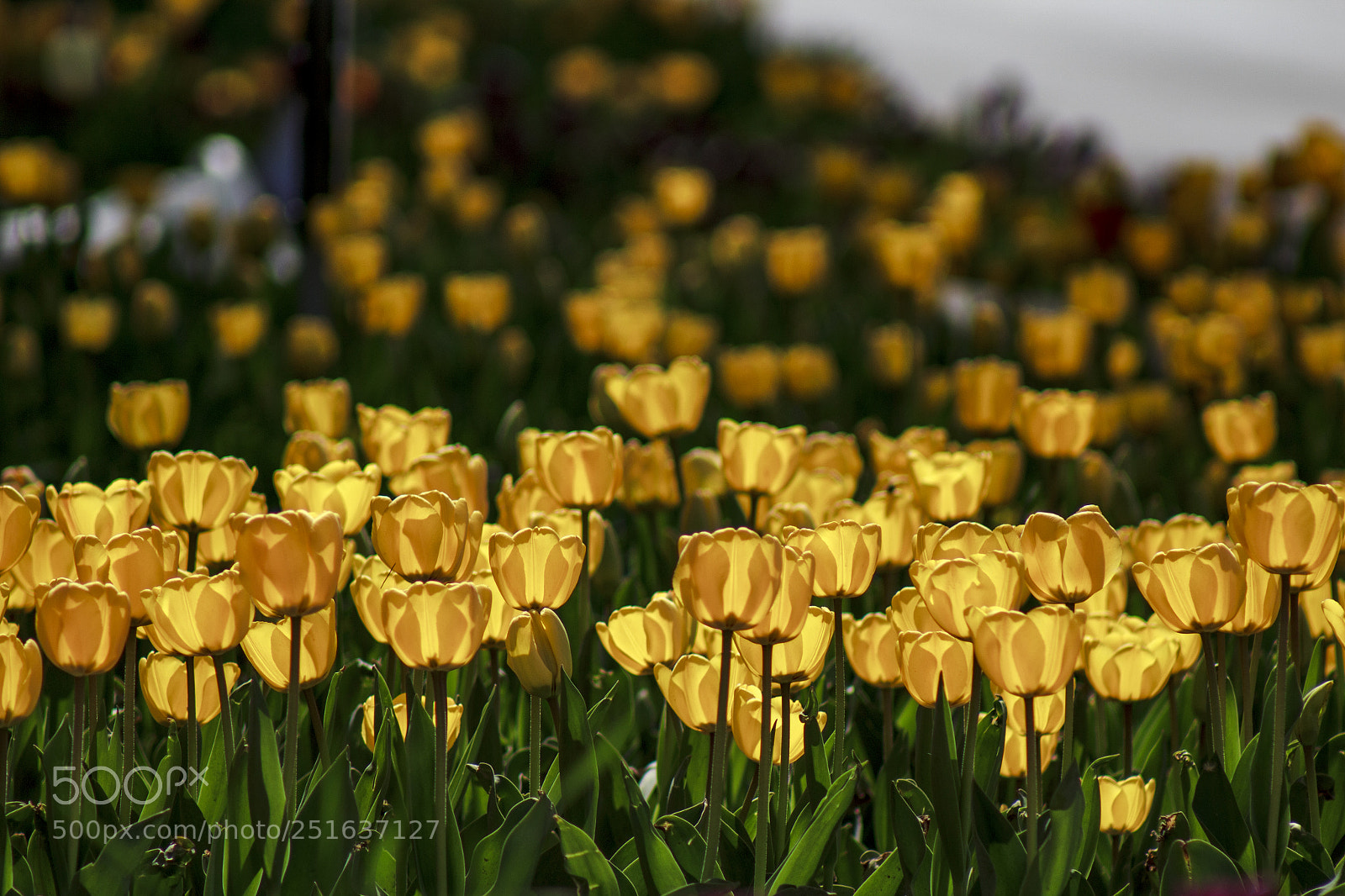 Canon EOS 1200D (EOS Rebel T5 / EOS Kiss X70 / EOS Hi) sample photo. Tulips photography