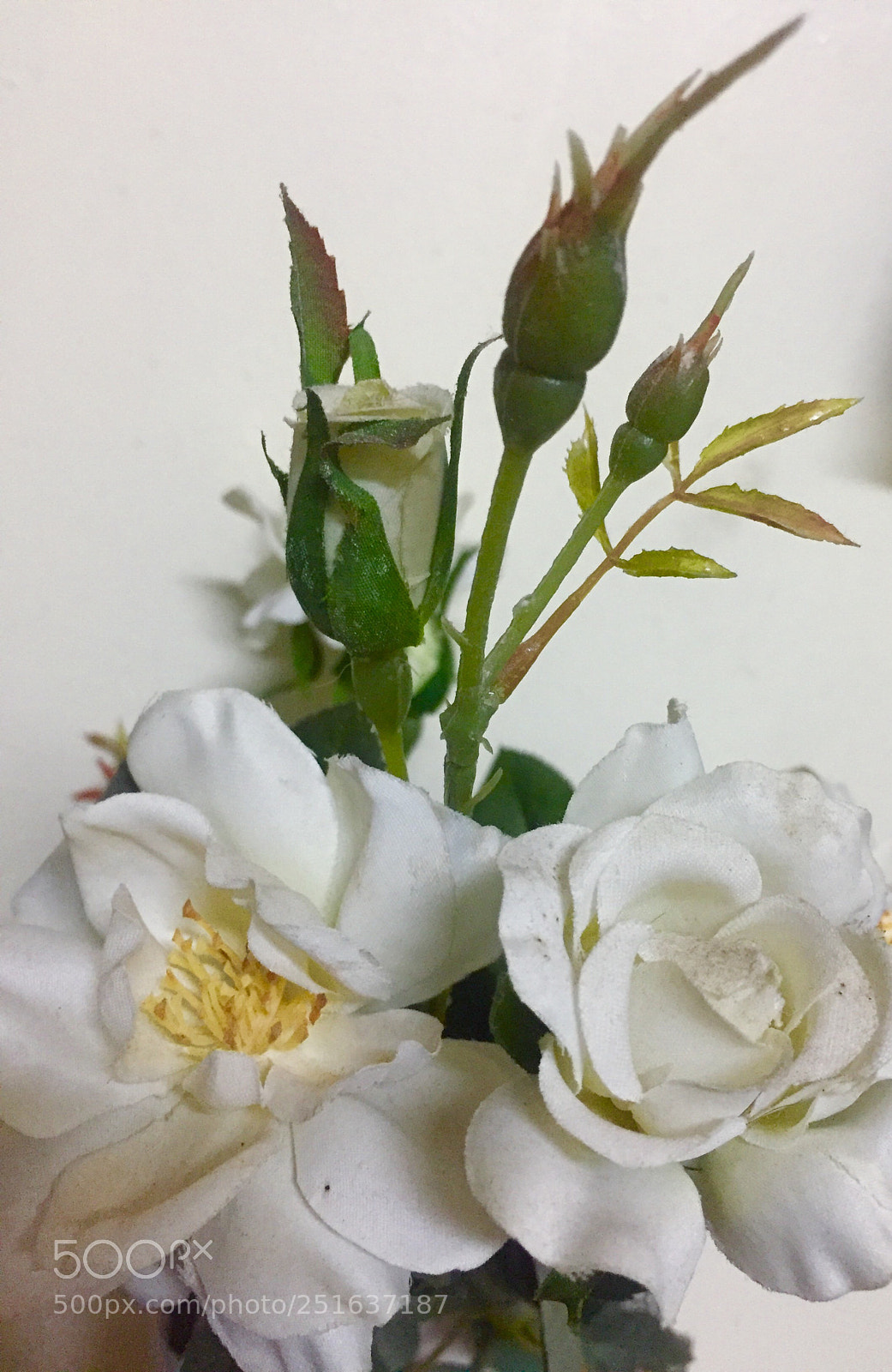 Apple iPhone 6 sample photo. Untitled photography