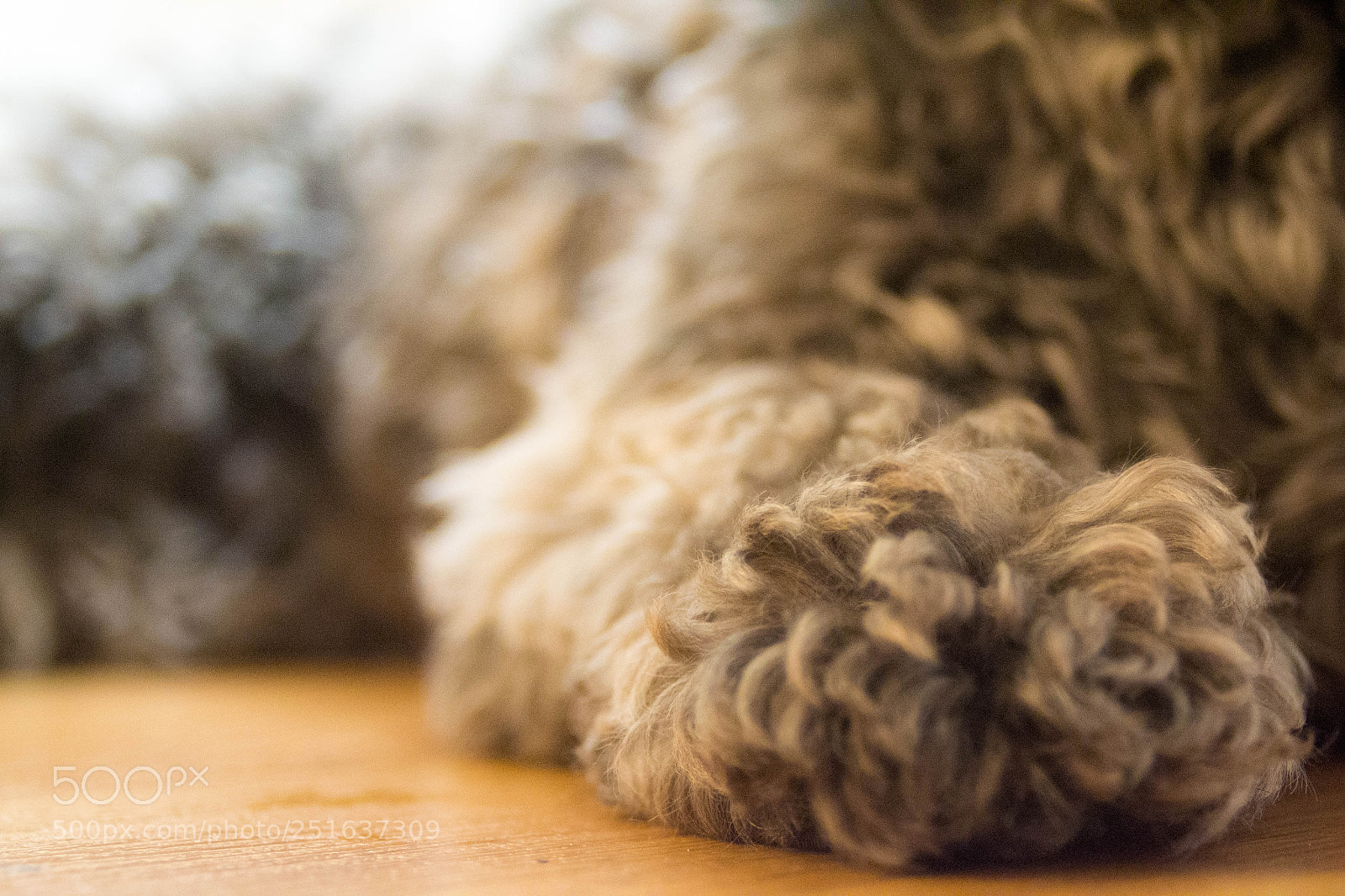 Nikon D3100 sample photo. Thrifted lens- under 10 photography
