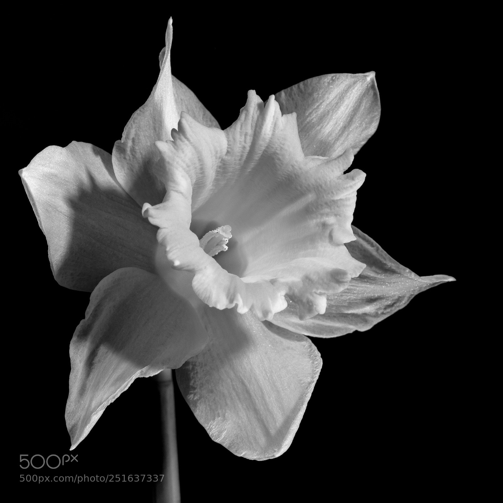 Canon EOS 5D Mark IV sample photo. Daffodil  photography