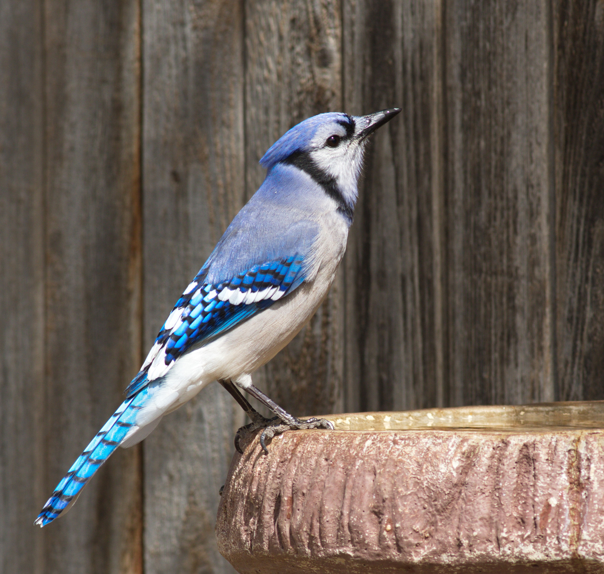 Canon EF 400mm F5.6L USM sample photo. Jay of blue photography