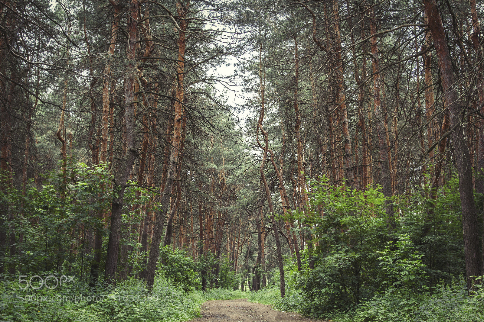 Canon EOS 60D sample photo. Walking through the forest photography