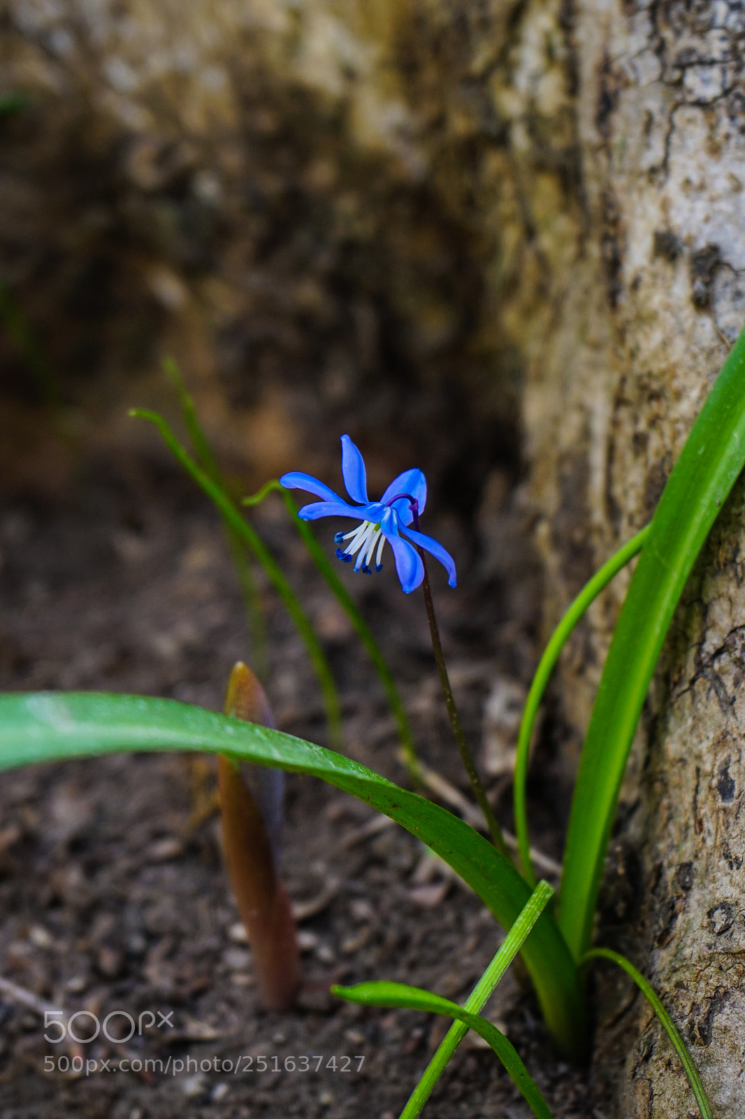 Sony a7 sample photo. First spring scilla siberica photography