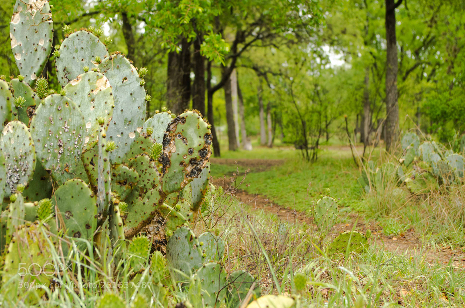 Pentax K-50 sample photo. Another beautiful trail photography