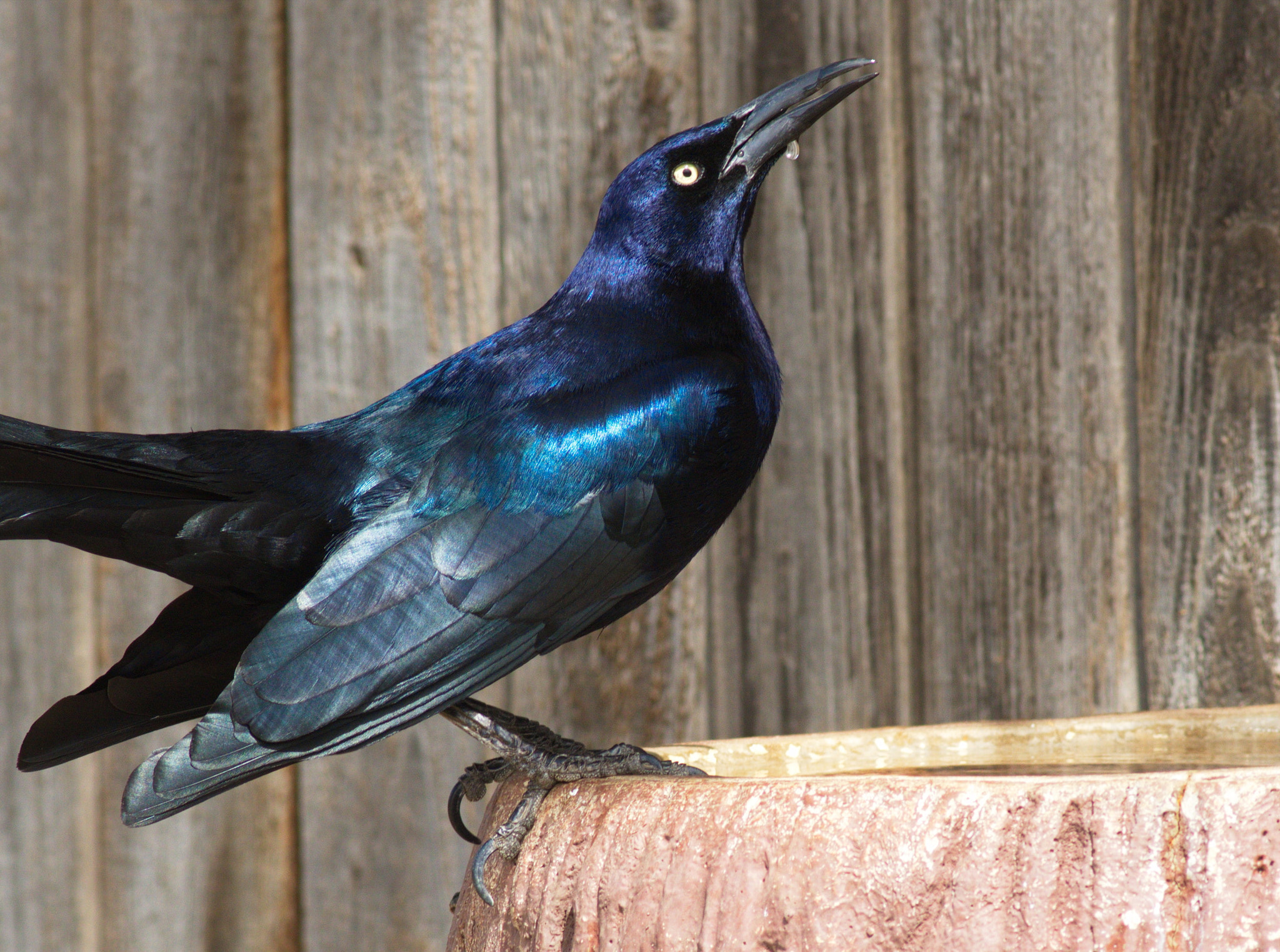 Canon EF 400mm F5.6L USM sample photo. The grackle photography