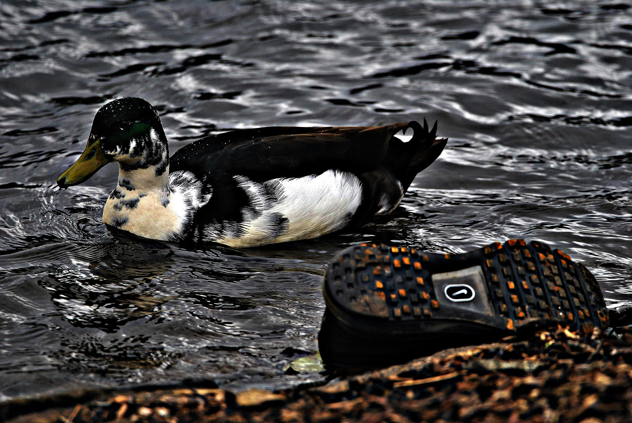 Sigma 150-600mm F5-6.3 DG OS HSM | C sample photo. Not  my   size photography
