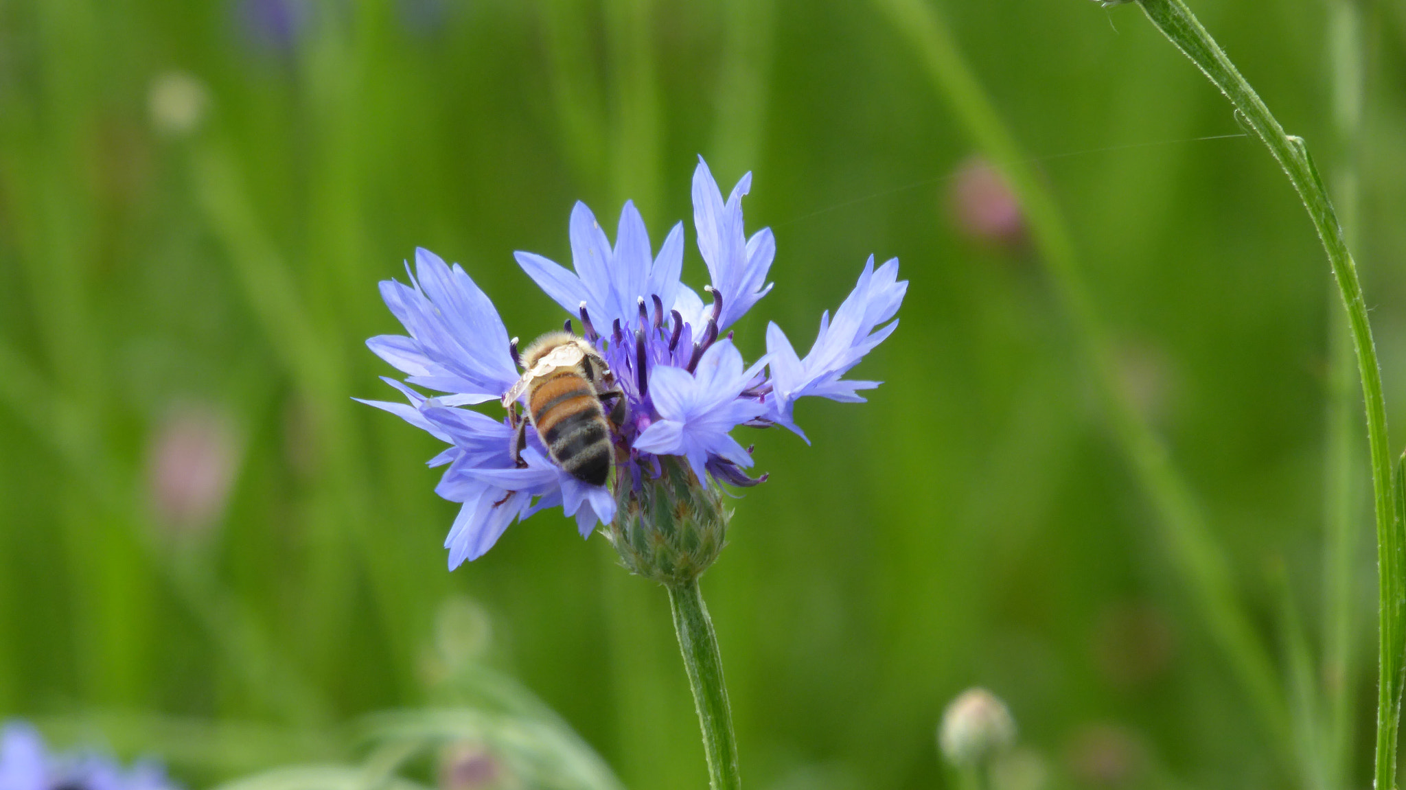 Panasonic Lumix DMC-ZS40 (Lumix DMC-TZ60) sample photo. Wonderful bee on a cyanus segetum hill (fiordaliso) photography
