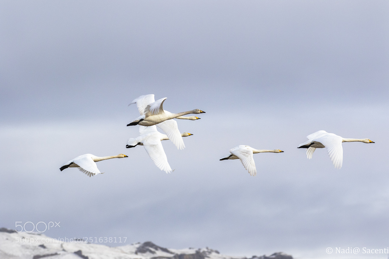 Canon EOS 7D Mark II sample photo. Swans - iceland photography