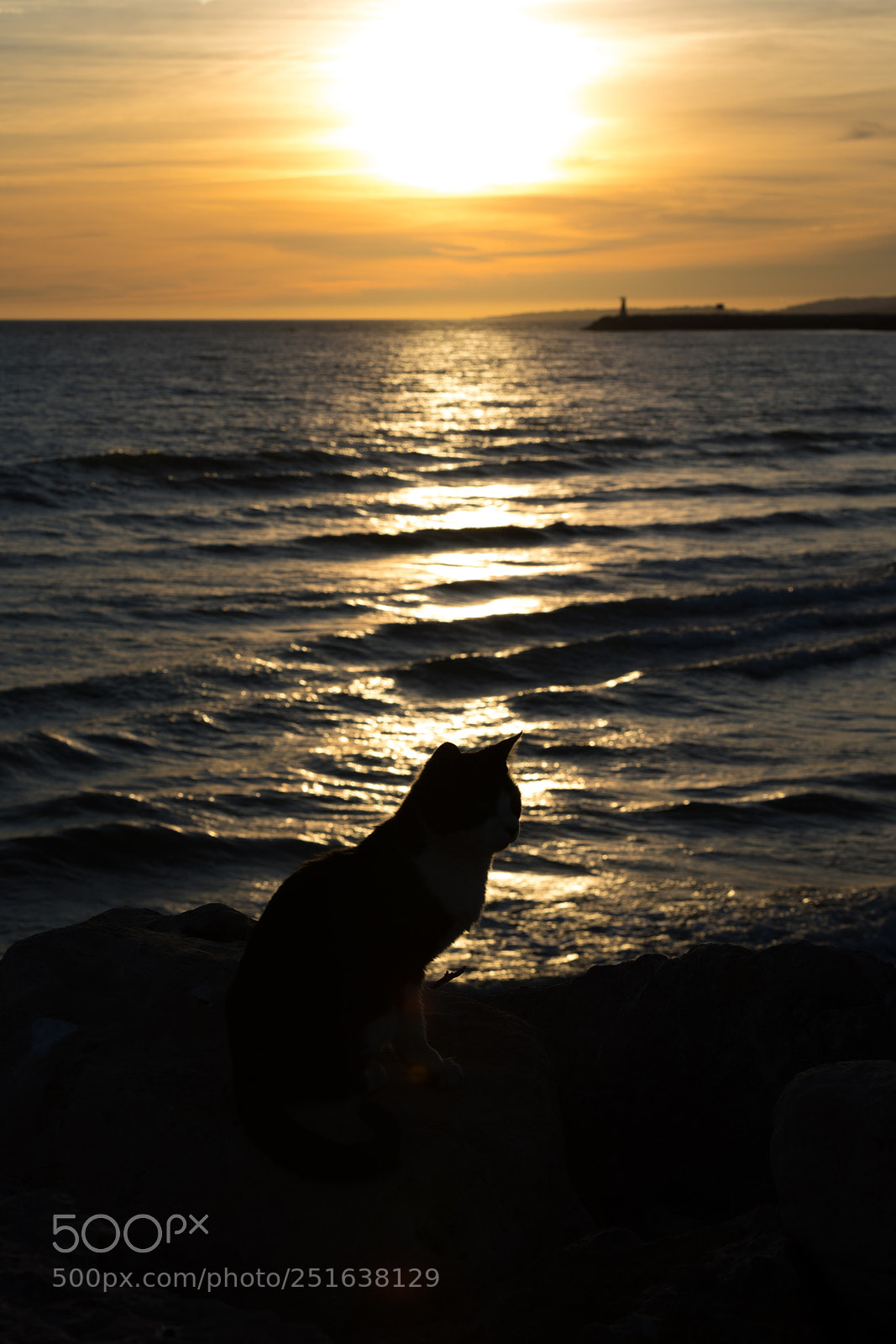 Canon EOS 5D Mark IV sample photo. Cat watching the sunset photography