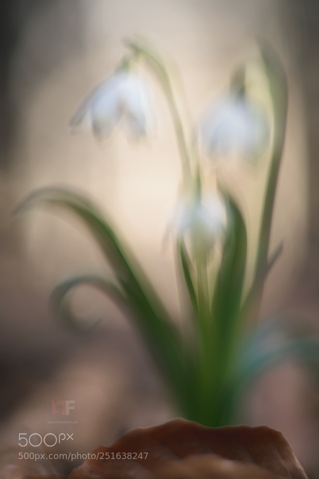 Nikon D850 sample photo. Leucojum painted photography