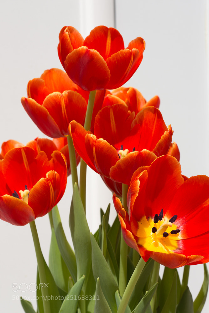 Nikon D7200 sample photo. Spring tulips photography