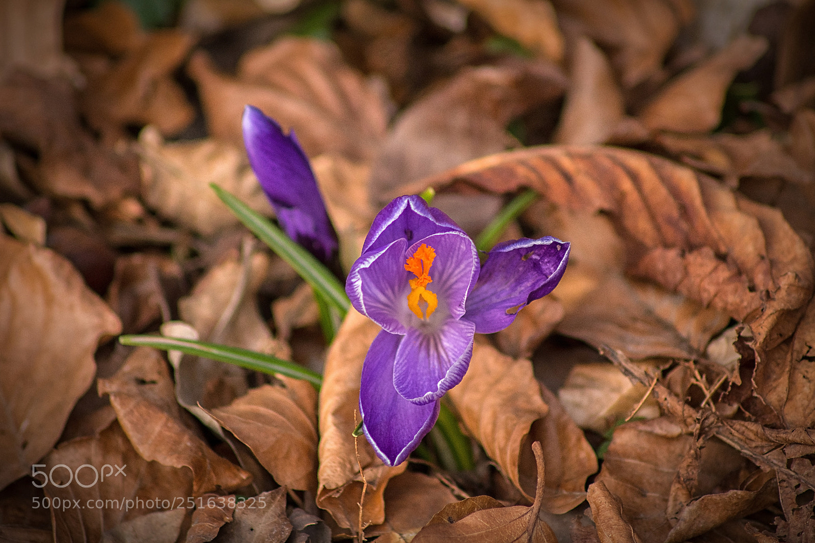 Nikon D500 sample photo. Spring has sprung photography