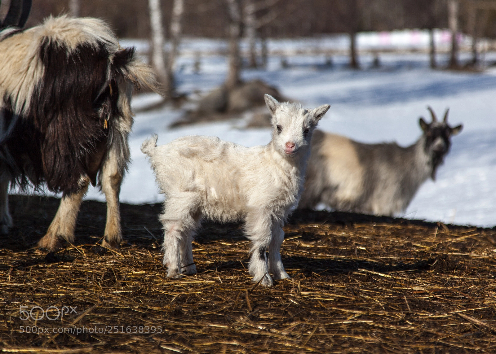 Canon EOS 5D Mark II sample photo. Goat photography