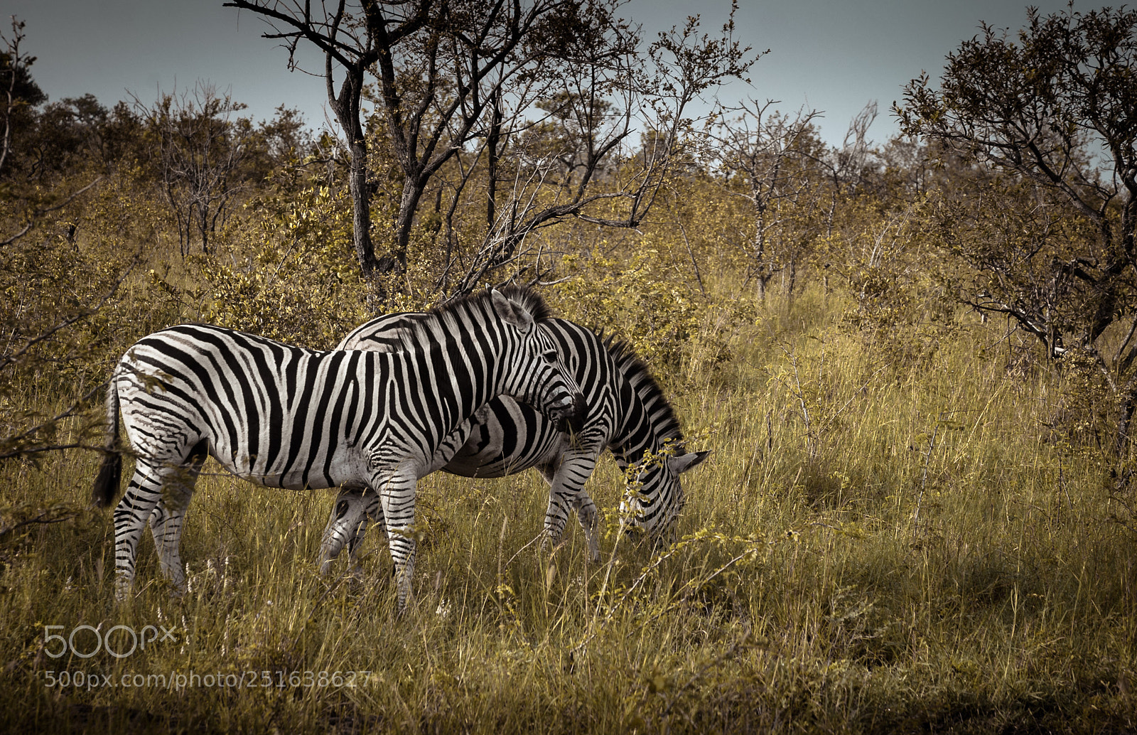 Canon EOS 10D sample photo. Zebras photography