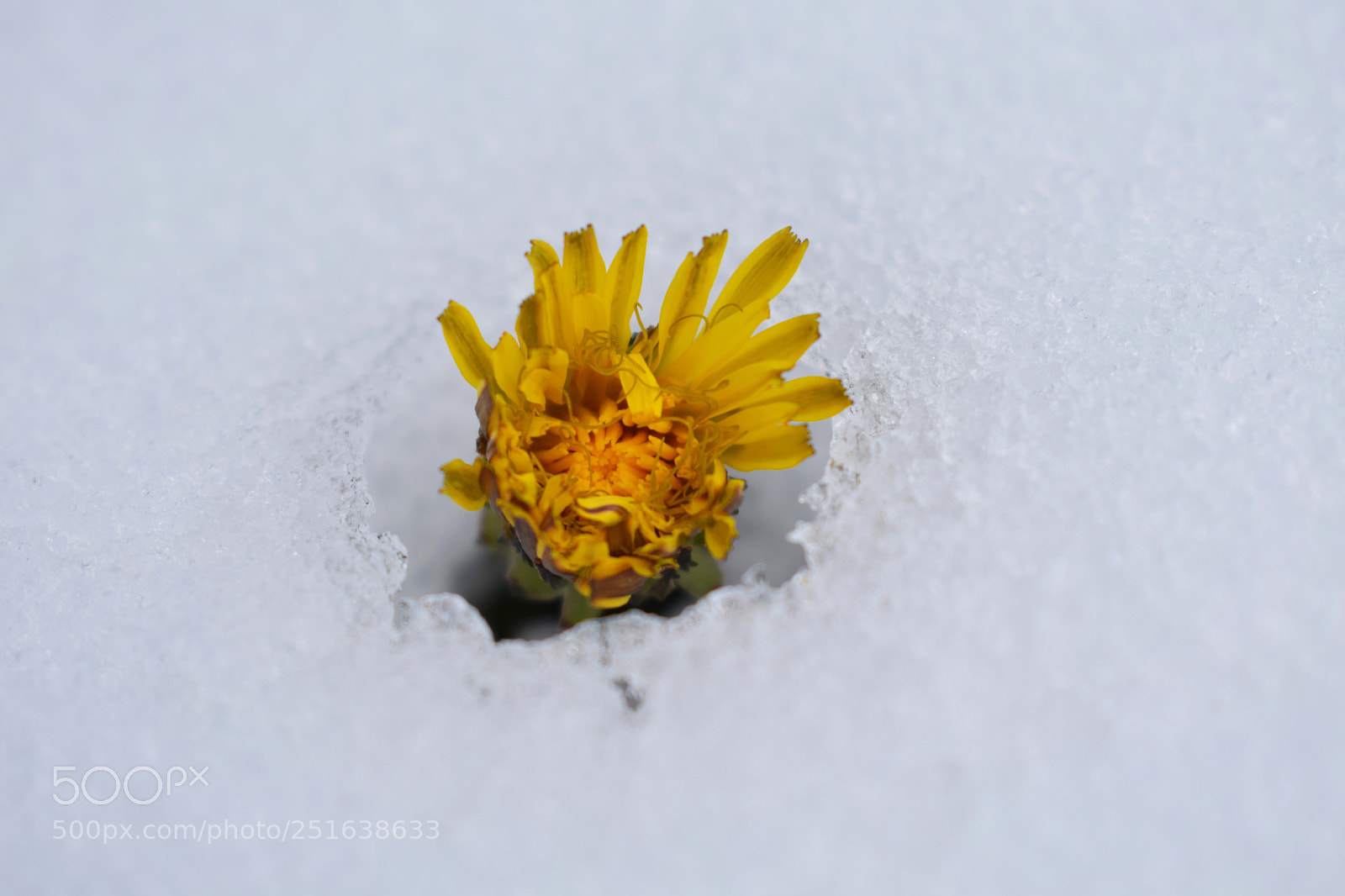 Nikon D3300 sample photo. Ice flower photography