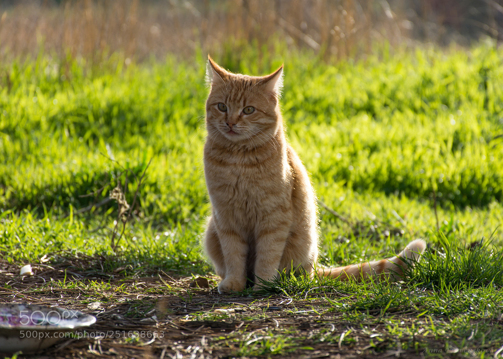 Nikon D7200 sample photo. Red cat photography