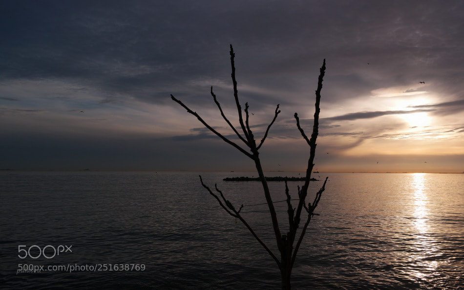 Samsung NX1 sample photo. ... photography