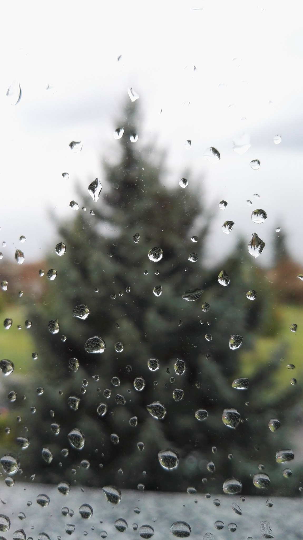 HUAWEI P8 sample photo. Upside-down tree photography