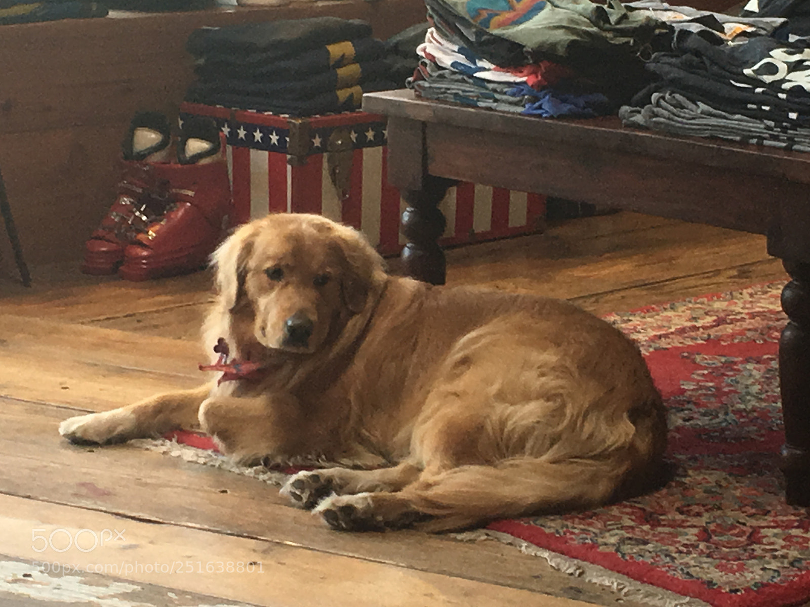 Apple iPhone 6s Plus sample photo. Golden dog resting after photography