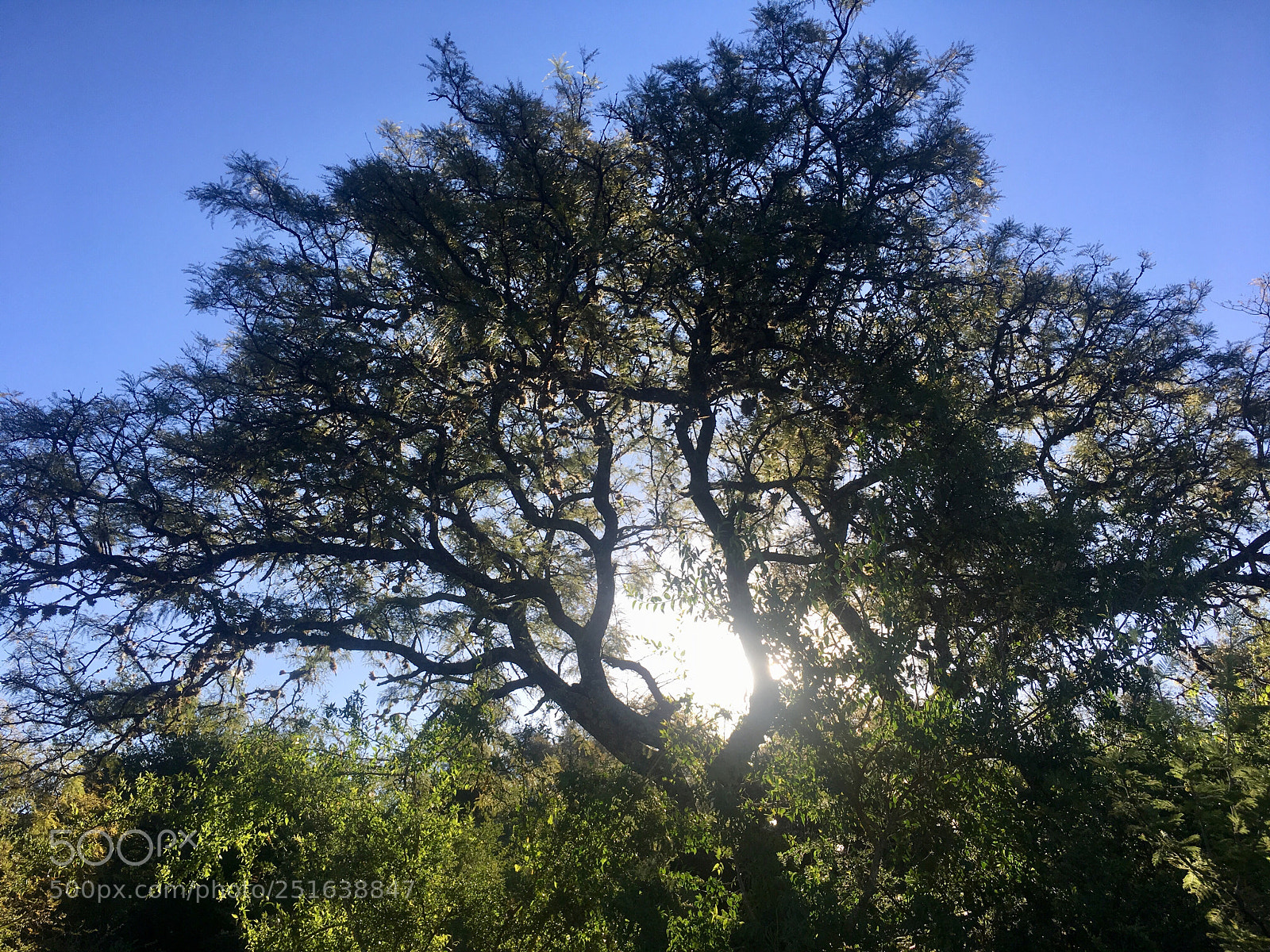 Apple iPhone 6s sample photo. Untitled photography