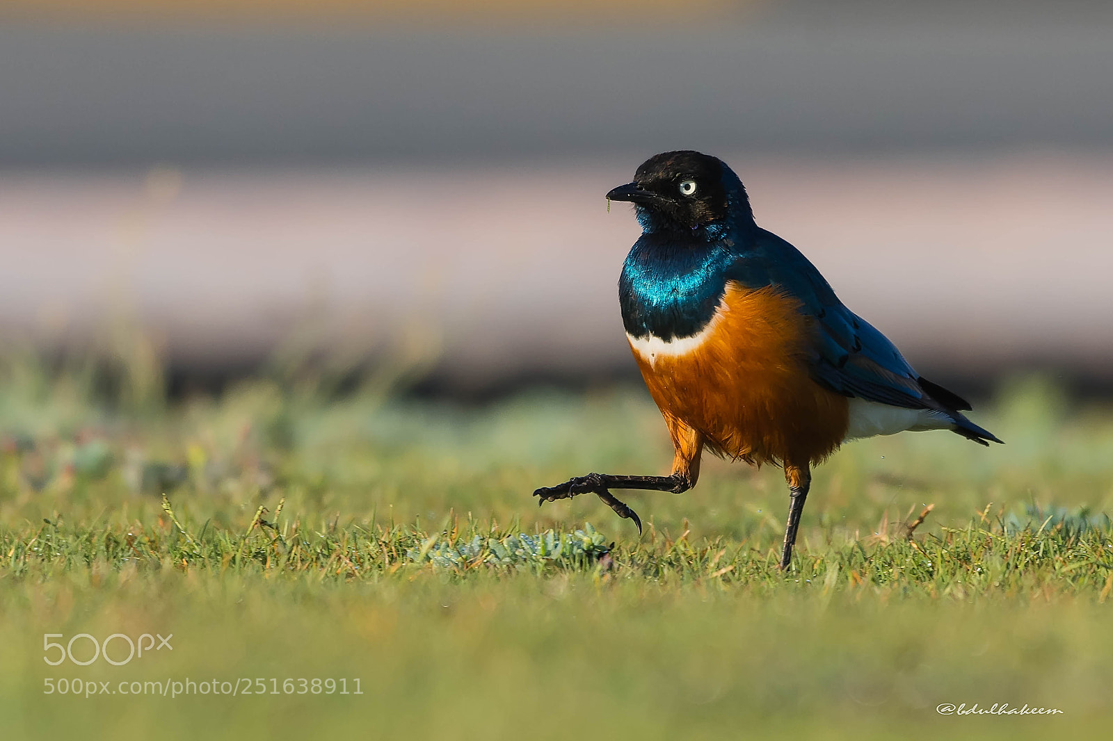 Nikon D7200 sample photo. Superb starling photography
