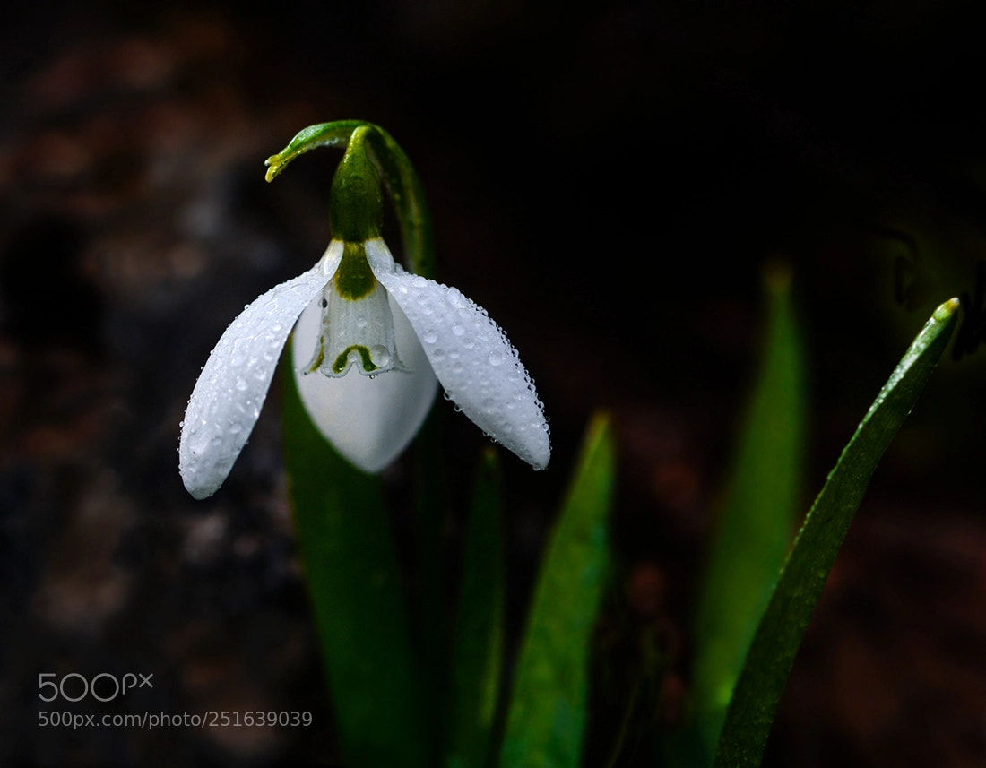 Nikon D7100 sample photo. Kardelen photography