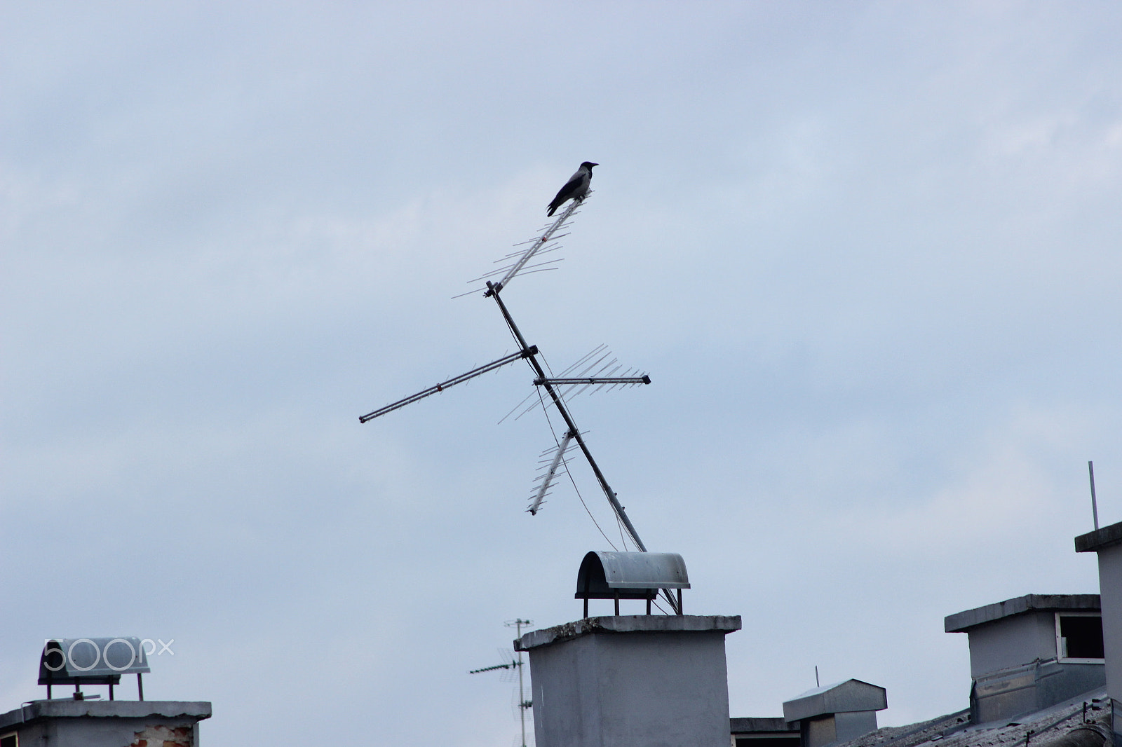 Canon EOS 600D (Rebel EOS T3i / EOS Kiss X5) sample photo. Sitting crow photography