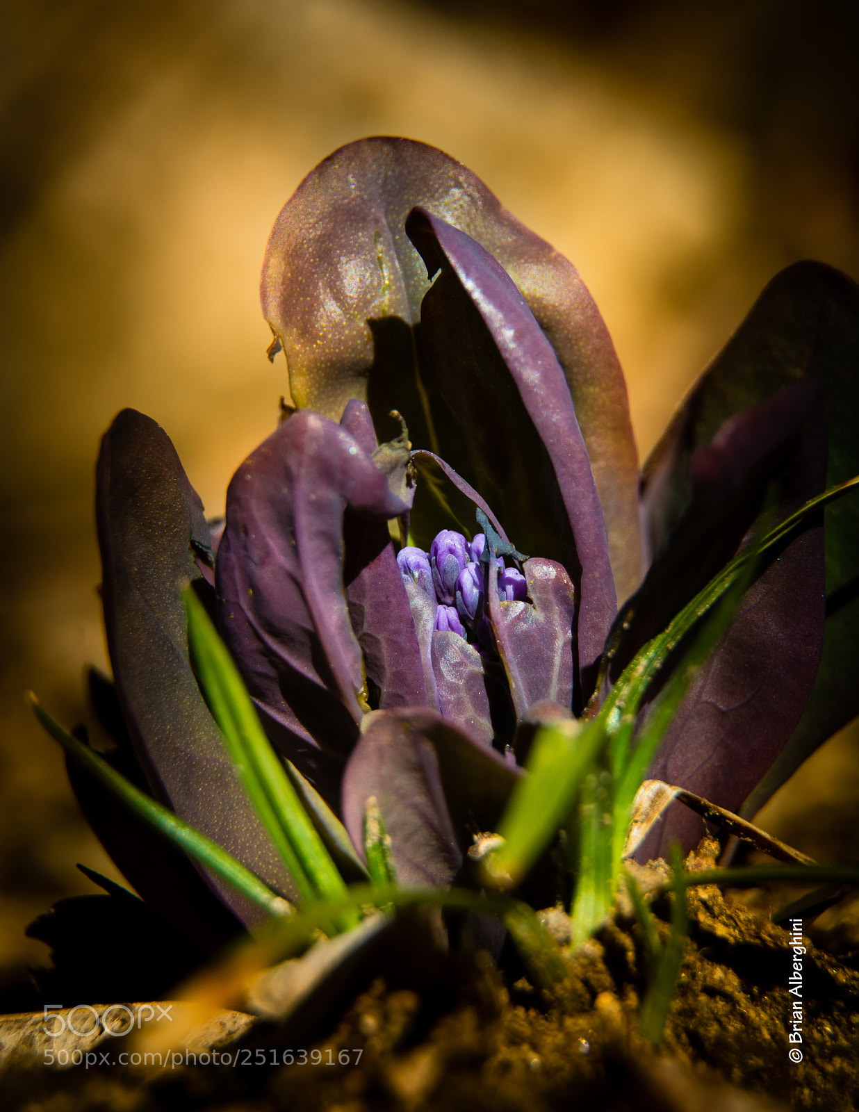 Nikon D7100 sample photo. Baby bluebells photography