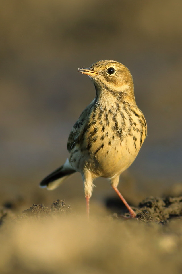 Canon EF 400mm F5.6L USM sample photo. Meadow pipit in sunset photography
