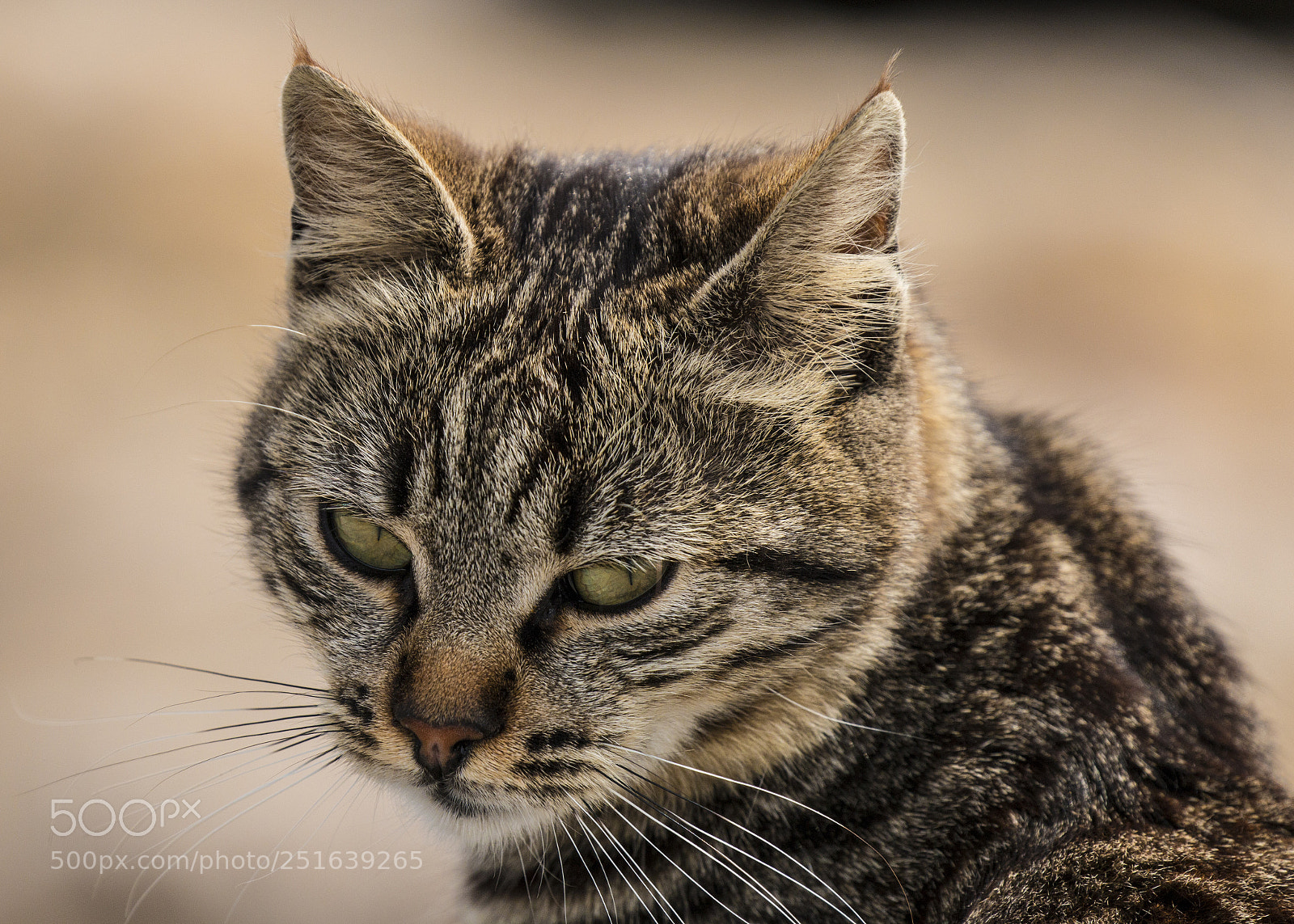 Canon EOS 70D sample photo. Cat photography