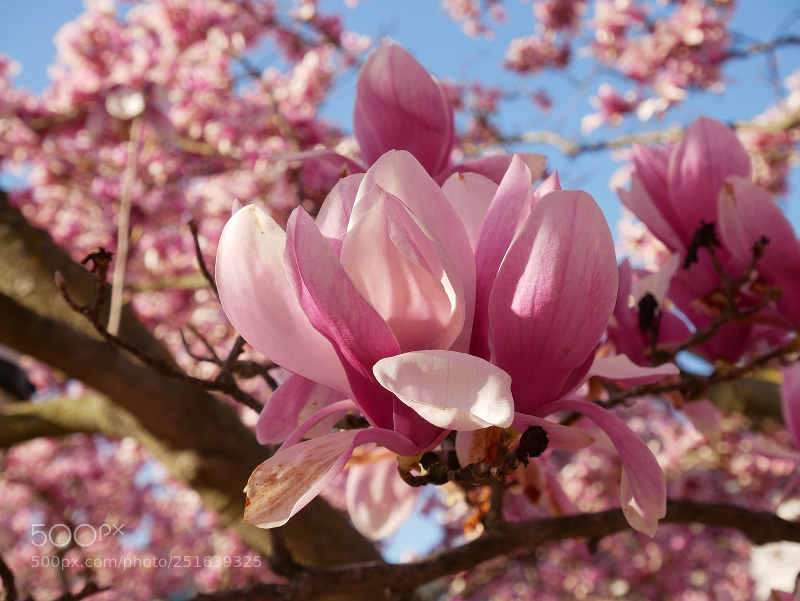 Panasonic Lumix DMC-GX85 (Lumix DMC-GX80 / Lumix DMC-GX7 Mark II) sample photo. Magnolias at the castle photography