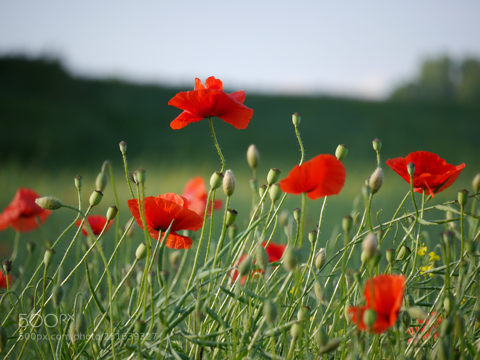 Panasonic Lumix DMC-G6 sample photo. Flowers photography